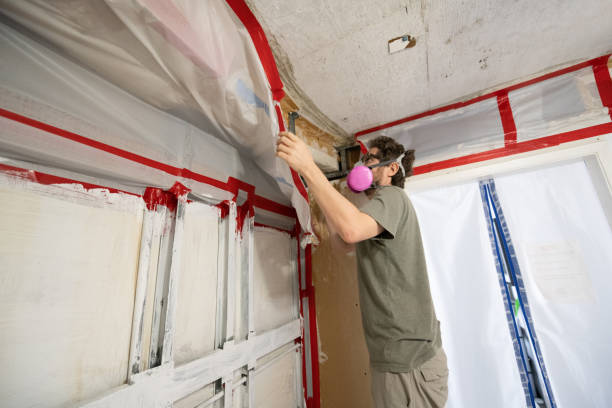 Best Black Mold Removal  in Lincoln Park, MI