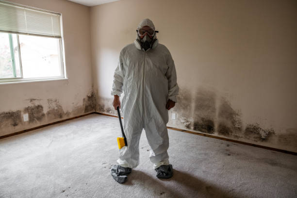 Lincoln Park, MI Mold Removal Company